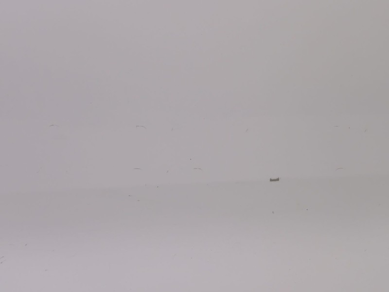 Recambio de puerta trasera izquierda para kia carens iv 1.7 crdi referencia OEM IAM 77003A4000  