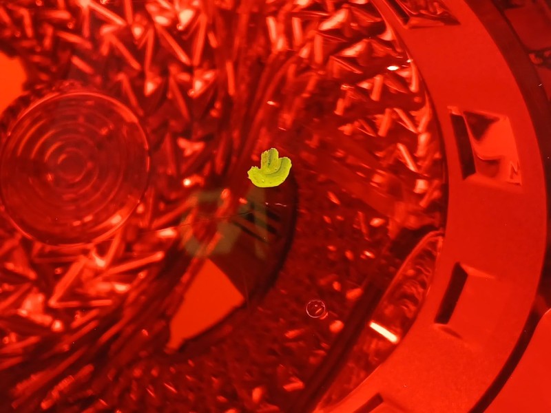 Recambio de piloto trasero izquierdo para chevrolet cruze hatchback (j305) 1.6 referencia OEM IAM 95127056  