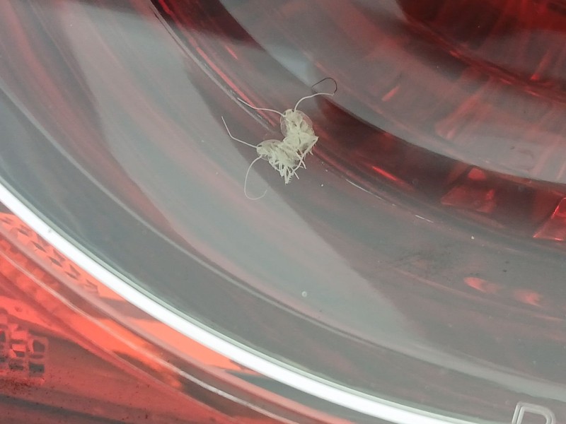 Recambio de piloto trasero derecho para chevrolet epica (kl1_) 2.0 referencia OEM IAM 96644872  